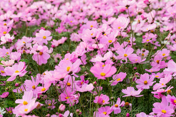 A vast field of blooming cosmos flowers sways gently in the breeze under the warm sunlight. The vibrant pink, white, and magenta petals create a dreamy, colorful landscape that stretches into the hori