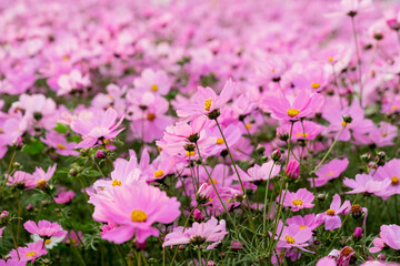 Obraz premium A vast field of blooming cosmos flowers sways gently in the breeze under the warm sunlight. The vibrant pink, white, and magenta petals create a dreamy, colorful landscape that stretches into the hori