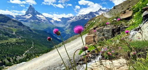 Fotobehang  Switzerland nature scenry , Valais canton - five most beautiful mountain lakes in Zermatt. wild flowers and Matterhorn iconic mountain © Freesurf