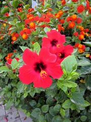 Hibiscus and Spanish flag flowers