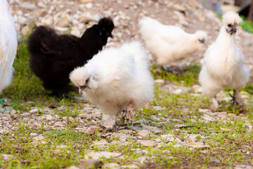 Group of multicolored Chinese Silkie Brahma chicken feeding in grass meadow. Low angle view....