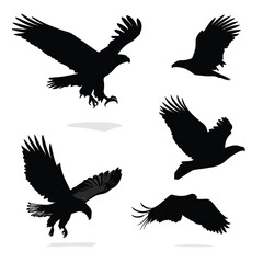Fototapeta premium vector illustration of an eagle