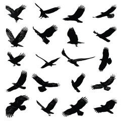 vector illustration of an eagle