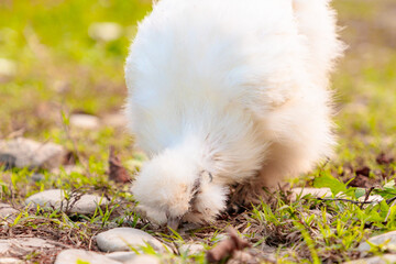 Close up view of chinese Silkie Brahma chicken feeding in grass meadow. Low angle view. Ethically...