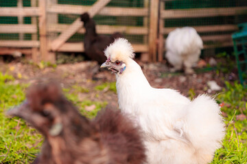 Mid shot of chinese Silkie Brahma multicolored chicken feeding at eco farm. Sustainably Raised Chicken In Species-Appropriate Free-Range Husbandry