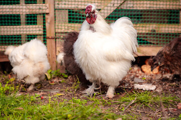 Mid shot of chinese Silkie Brahma multicolored chickens with rooster feeding at eco farm. Ethically Raised Chicken in Natural, Free-Range Farming
