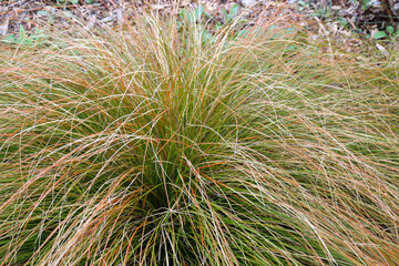 grasses used in waterwise australian landscaping