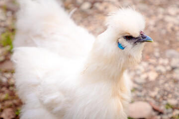 Close up of chinese Silkie Brahma chicken. Sustainably Raised Chicken In Species-Appropriate Free-Range Husbandry