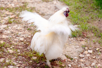 The white Chinese rooster Silky Brahma flaps his wings on the farm. Chickens raised in accordance...