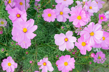 Obraz premium A vast field of blooming cosmos flowers sways gently in the breeze under the warm sunlight. The vibrant pink, white, and magenta petals create a dreamy, colorful landscape that stretches into the hori