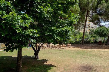 Sheep in a farm 