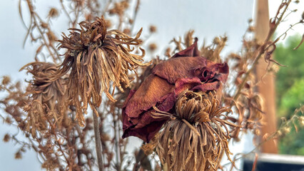 dried and wilted flowers blurred background