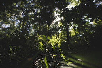 Natur im Sommer