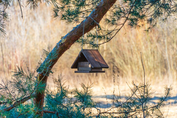 Old house in the woods. Bird or squirrel feeder attached to a slanted pine branch