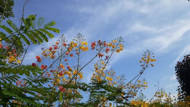 Kembang merak or Peacock flower (Caesalpinia pulcherrima) with sky background. Also known as poinciana, red bird of paradise, Mexican bird of paradise, dwarf poinciana, pride of Barbados, flos pavonis