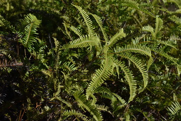 fern leaf in the forest