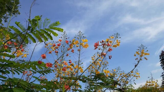 Kembang merak or Peacock flower (Caesalpinia pulcherrima) with sky background. Also known as poinciana, red bird of paradise, Mexican bird of paradise, dwarf poinciana, pride of Barbados, flos pavonis