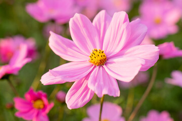 Obraz premium A breathtaking view of a vast cosmos flower field in full bloom, with pink, white, and magenta petals dancing under the sunlight. The vibrant meadow stretches into the horizon, creating a dreamy