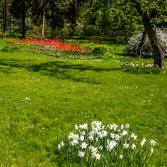 A green lawn with flowers in a park on a summer day.