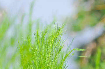 Dog fennel, dogfennel or Eupatorium capillifolium or false dill tree or Asteraceae