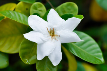 Cape jasmine, Gardenia augusta or Gardenia jasmine or Gardenia taitensis Heaven Scent or RUBIACEAE