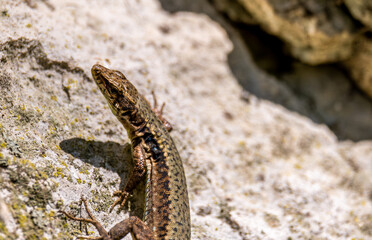 Lizard on a rock in close-up.