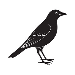 Obraz premium Common blackbird vector art illustration
