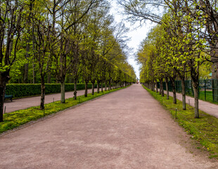 A long wide alley in a park among green trees in spring.