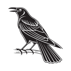 Obraz premium Common blackbird vector art illustration