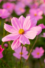 Obraz premium A breathtaking view of a vast cosmos flower field in full bloom, with pink, white, and magenta petals dancing under the sunlight. The vibrant meadow stretches into the horizon, creating a dreamy