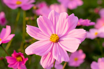 A breathtaking view of a vast cosmos flower field in full bloom, with pink, white, and magenta petals dancing under the sunlight. The vibrant meadow stretches into the horizon, creating a dreamy