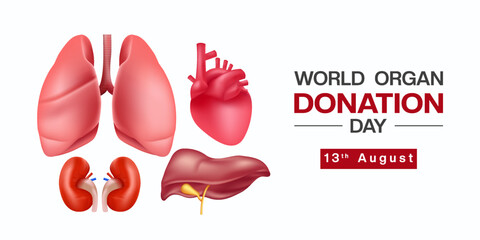 13 th August is World Organ Donation Day. Heart, lung, kidney and liver. Great for posters, banners and social media. White background.