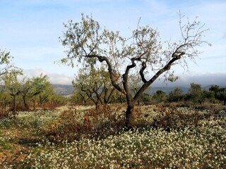 pruned almond tree in winter
