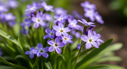 Fototapeta premium Cluster of Blooming Purple Spring Starflowers (Ipheion uniflorum) in Lush Green Garden, Close-Up Shot of Delicate Blue-Violet Star Shaped Flowers in Springtime Nature Outdoors