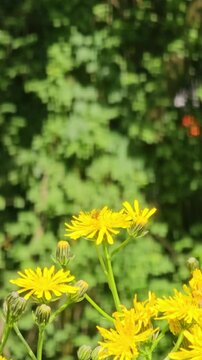 YELLOW FLOWERS OF CREPIS BIENNIS IN A MEADOW