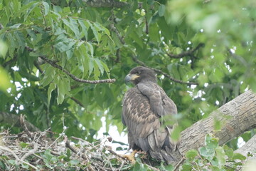 木に止まるオジロワシの幼鳥