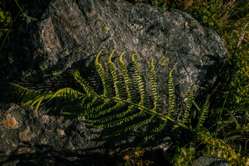 A close look at nature, the flora. a beautiful atmosphere in the forest.