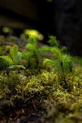A beautiful natural landscape in the middle of the forest.