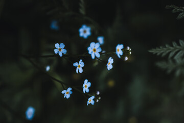 A close look at nature, the flora. a beautiful atmosphere in the forest.