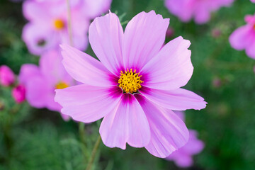 Obraz premium A breathtaking view of a vast cosmos flower field in full bloom, with pink, white, and magenta petals dancing under the sunlight. The vibrant meadow stretches into the horizon, creating a dreamy