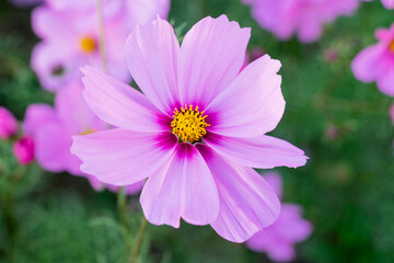 A breathtaking view of a vast cosmos flower field in full bloom, with pink, white, and magenta petals dancing under the sunlight. The vibrant meadow stretches into the horizon, creating a dreamy