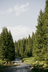 Obraz premium The Carpathian Mountains in Romania are a majestic mountain range, rich in wildlife, forests, and breathtaking landscapes.