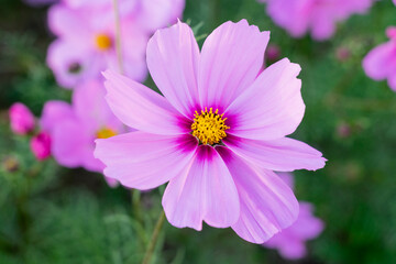 Obraz premium A breathtaking view of a vast cosmos flower field in full bloom, with pink, white, and magenta petals dancing under the sunlight. The vibrant meadow stretches into the horizon, creating a dreamy
