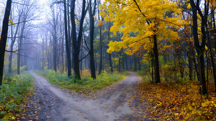 Obraz premium A forked road through golden autumn woods, symbolizing life's choices in nature's quiet embrace.