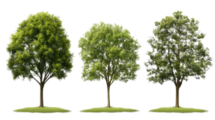 Set of slim trees with tall narrow trunks and minimal foliage perfect for landscape design and natural vertical accents isolated on white background