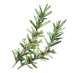 A Rosemary Plant, watercolor drawing vector, isolated on a white background.