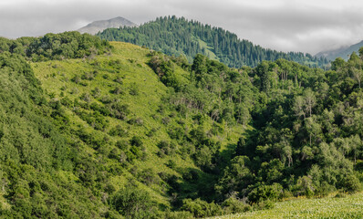 Obraz premium green forest landscape