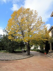 autumn tree in garden