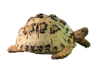 Young African spurred tortoise with textured shell, perfect for animal care publications, educational materials, and naturethemed designs.