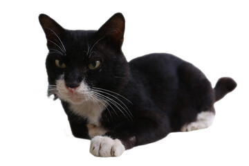 Black and white tuxedo cat lounging gracefully. Ideal for pet products, animal lovers, felinerelated designs, cat food packaging, and veterinary services.
